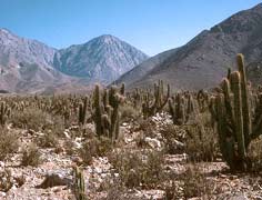 Valle del río Elqui